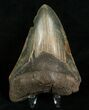 Inch Megalodon Tooth - Nice Color #5006-2